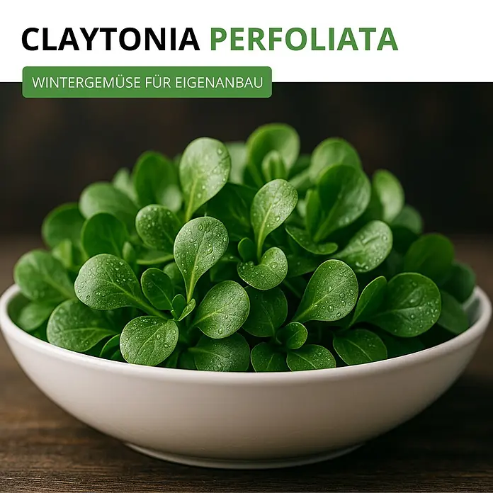 Deine Gartenwelt Winterpostelein Winterportulak -  - Frische Claytonia perfoliata (Postelein) in weißer Schale, Wintergemüse für den Eigenanbau.