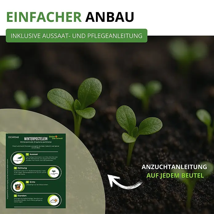 Deine Gartenwelt Winterpostelein Winterportulak -  - Junge Winterpostelein-Pflanzen mit einem Anleitungsfeld, das einfache Anbauschritte zeigt.