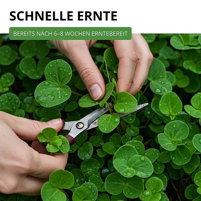 Deine Gartenwelt Winterpostelein Winterportulak -  - Hände ernten mit einer Schere kleine grüne Pflanzen mit Wassertropfen, bereit zur schnellen Ernte.