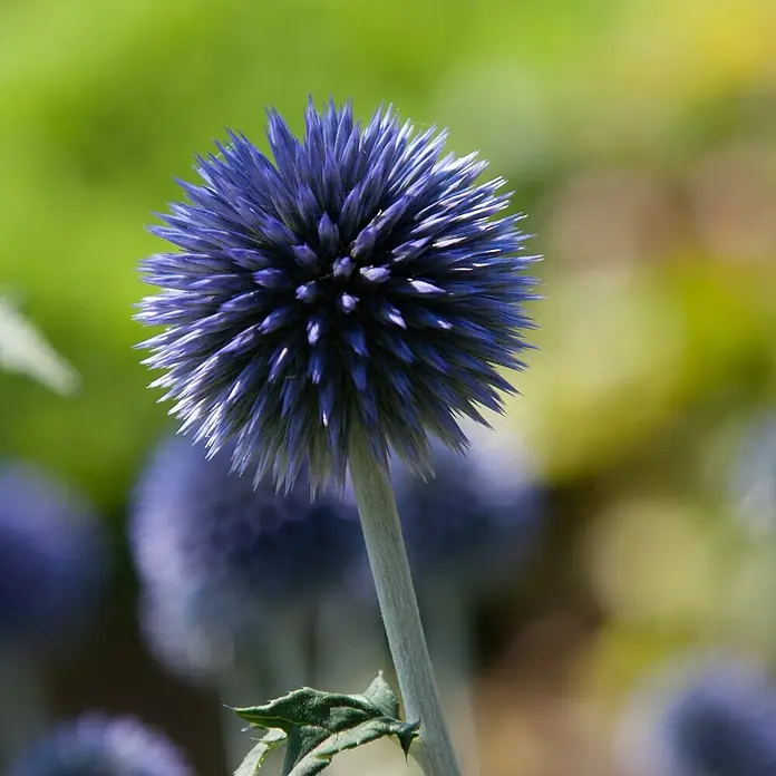 Deine Gartenwelt Kugeldistel -  - Lebhaft blaue, stachelige Kugeldistelblüte in Nahaufnahme.