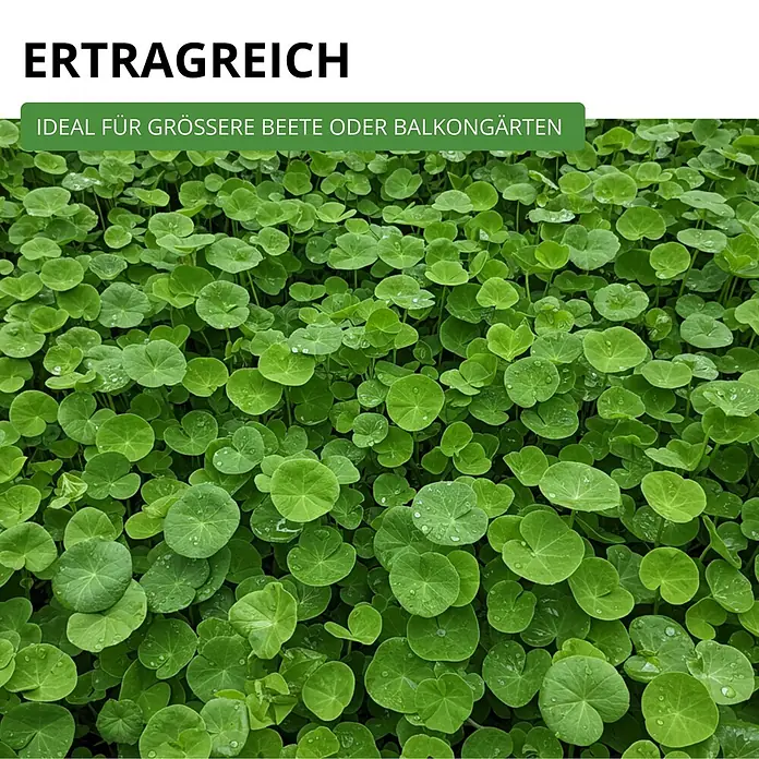 Deine Gartenwelt Winterpostelein Winterportulak -  - Ertragsreiche grüne Pflanzen mit runden Blättern und Wassertropfen, ideal für größere Beete oder Balkongärten.