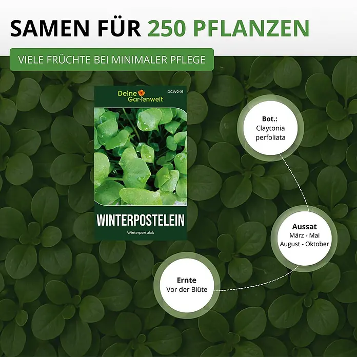 Deine Gartenwelt Winterpostelein Winterportulak -  - Grüne Samenpackung für Winterpostelein (Claytonia perfoliata). Mit Infos zur Aussaat, Ernte und Pflege für 250 Pflanzen.