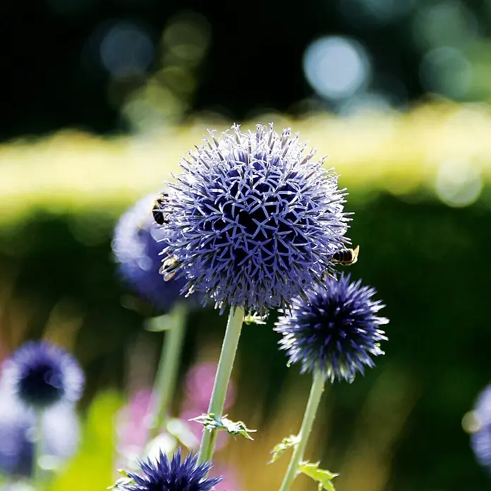 Deine Gartenwelt Kugeldistel -  - Nahaufnahme von leuchtend violetten Kugeldistelblüten mit mehreren Bienen beim Nektarsammeln.