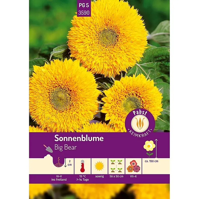 Pabst Keimkraft Blumensamen Sonnenblume - Helianthus annuus L., Gelb - Drei leuchtend gelbe gefüllte Big Bear Sonnenblumen mit Anbauinformationen auf violetter Leiste.