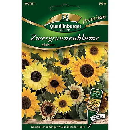 Quedlinburger SAATGUT Zwerg-Sonnenblumen Ministars