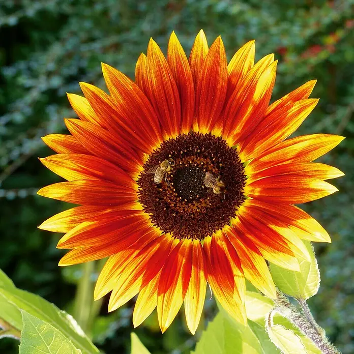 Deine Gartenwelt Sonnenblumen Herbstschönheit -  - Eine leuchtend rot-orange und gelbe Sonnenblume mit zwei Bienen, die Pollen aus ihrer dunklen Mitte sammeln.