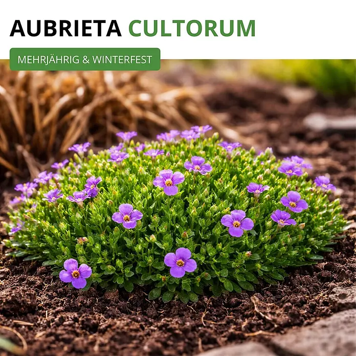 Deine Gartenwelt Blaukissen Violett -  - Aubrieta Cultorum, eine mehrjährige, winterfeste Bodendeckerpflanze mit leuchtend violetten Blüten im Beet.