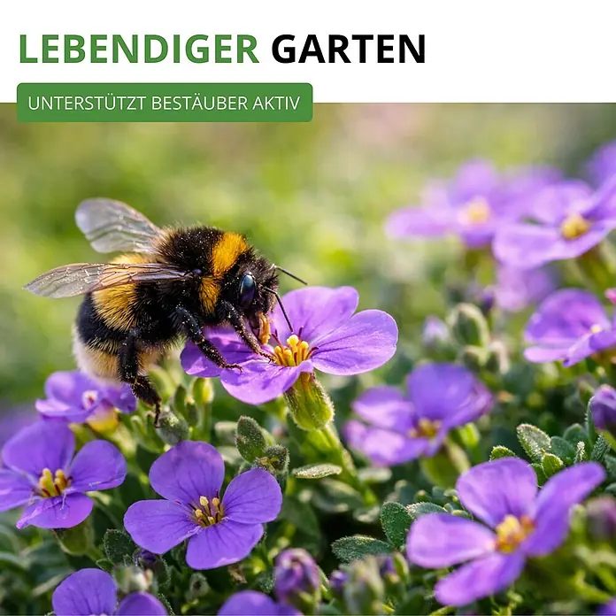Deine Gartenwelt Blaukissen Violett -  - Hummel auf lila Blüten in einem lebendigen Garten, fördert aktiven Bestäuberschutz.