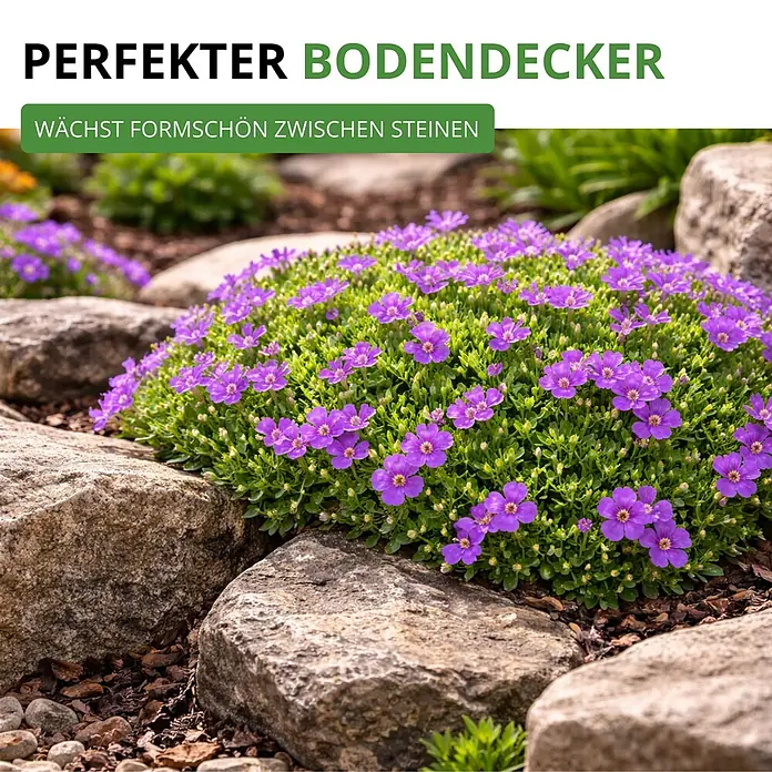 Deine Gartenwelt Blaukissen Violett -  - Perfekter Bodendecker mit lila Blüten, wächst formschön zwischen Steinen.