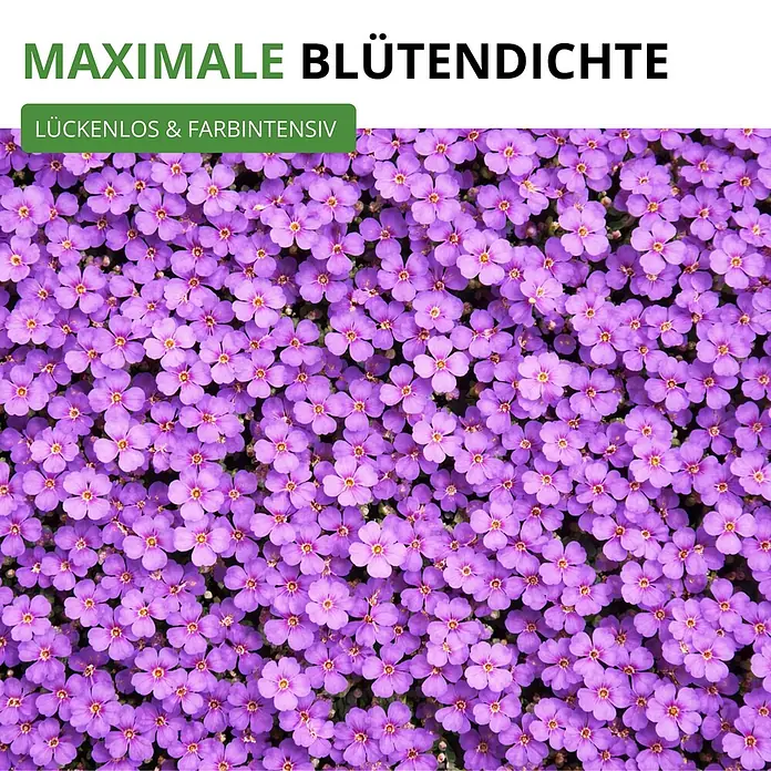Deine Gartenwelt Blaukissen Violett -  - Dichter Teppich leuchtend violetter Blüten mit gelben Zentren, für maximale Blütendichte und Farbintensität.