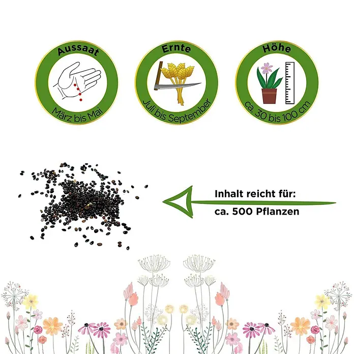 Deine Gartenwelt Katzenminze -  - Schwarze Samen mit Icons & Text: Aussaat (März-Mai), Ernte (Juli-Sep), Höhe (30-100cm), Ertrag (ca. 500 Pflanzen).