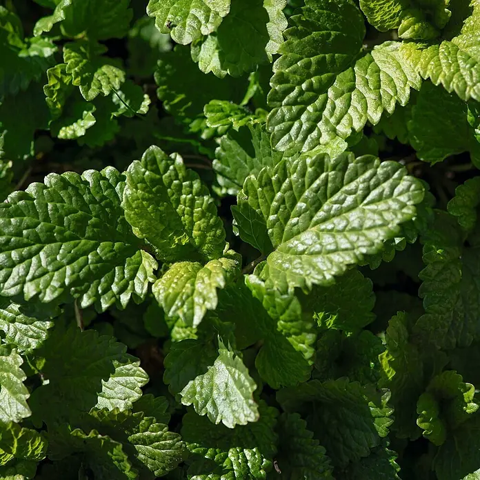 Deine Gartenwelt Katzenminze -  - Lebendige, grüne, strukturierte Blätter einer Pflanze, mit deutlichen Adern und Sonnenlicht auf der Oberfläche.