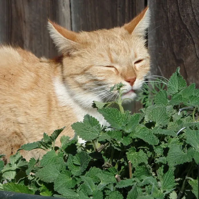 Deine Gartenwelt Katzenminze -  - Eine orangefarbene Katze mit geschlossenen Augen schnüffelt glücklich an grünem Katzenminze.