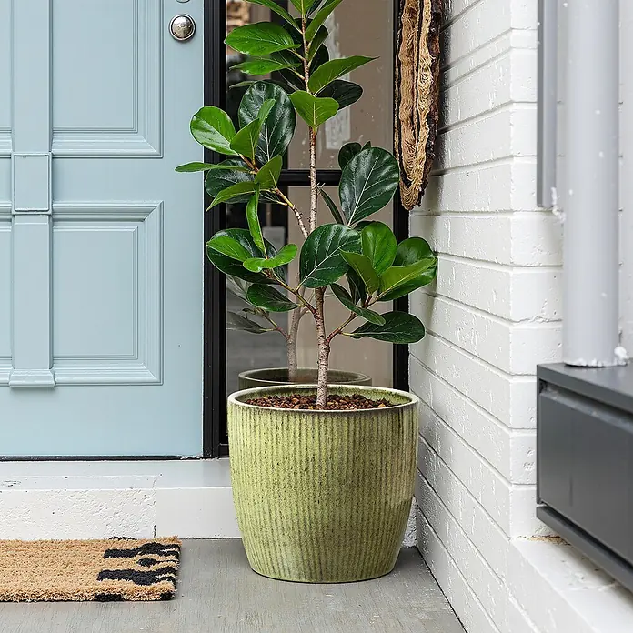 Hometopia Pflanztopf HTPL0080 - 1 Stk., Außenmaß (Ø x H): 30 x 27 cm, Keramik, Gelbgrün - Grüner, texturierter Keramiktopf mit einer Ficus-Pflanze auf einer Veranda neben einer hellblauen Tür und einer weißen Ziegelwand.