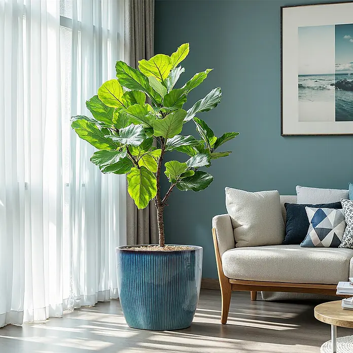 Hometopia Pflanztopf HTPL0081-L - 1 Stk., Außenmaß (Ø x H): 38 x 34,5 cm, Keramik, Blaugrün - Eine lebhafte Ficus Lyrata Pflanze in einem hohen, gerippten blauen Keramiktopf, am sonnigen Fenster in einem modernen Wohnzimmer.