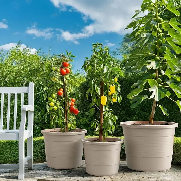 Plastard Pflanztopf 3er-Set Ø 54 cm rund – Seidengrau, Pflanzkübel 78 Liter - 3 Stk., Außenmaß (Ø x H): 54 x 45,5 cm, Kunststoff, Seidengrau - Drei hellfarbene Pflanzgefäße unterschiedlicher Größe mit Tomaten-, Paprika- und Feigenpflanzen auf einer sonnigen Terrasse.