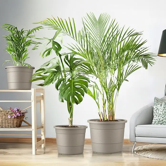 Plastard Pflanztopf 3er-Set Ø 54 cm rund – Seidengrau, Pflanzkübel 78 Liter - 3 Stk., Außenmaß (Ø x H): 54 x 45,5 cm, Kunststoff, Seidengrau - Drei graue Pflanztöpfe mit Grünpflanzen in gemütlicher Innenraumumgebung, zwei auf dem Boden, einer auf einem Regal.