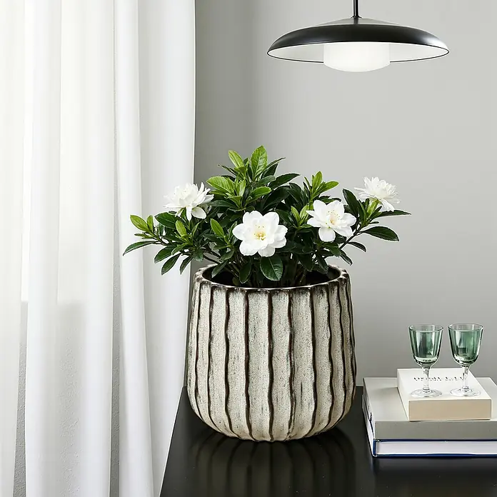 Hometopia Pflanztopf HTPL0078-LW - 1 Stk., Außenmaß (Ø x H): 23,5 x 2,61 cm, Keramik, Salbeigrün - Ein gerippter Keramik-Pflanztopf mit blühender Gardenie auf einem dunklen Tisch neben Gläsern und Büchern.