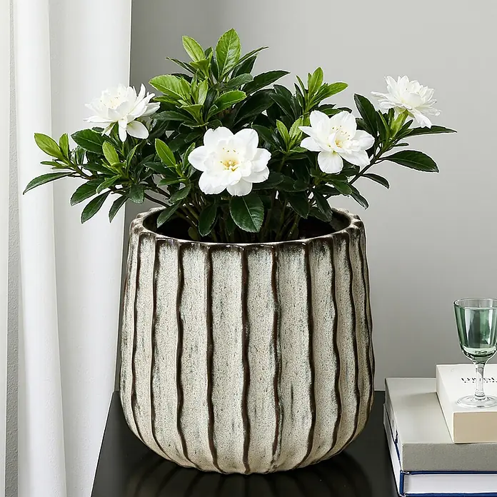 Hometopia Pflanztopf HTPL0078-LW - 1 Stk., Außenmaß (Ø x H): 23,5 x 2,61 cm, Keramik, Salbeigrün - Gardenienpflanze mit weißen Blüten in geripptem Keramiktopf mit dunklen Streifen auf schwarzem Tisch.