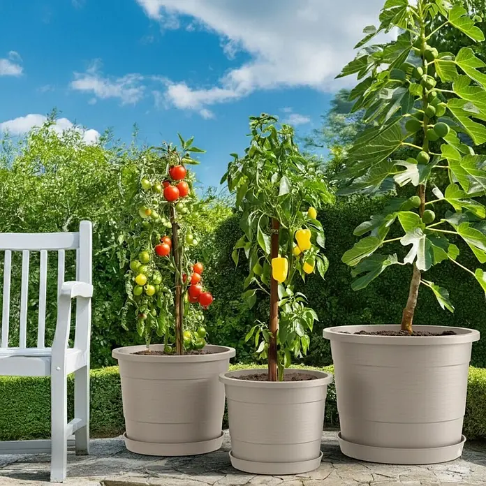 Plastard Pflanztopf 3er-Set Ø 46 cm mit Untersetzer rund – Seidengrau - 3 Stk., Außenmaß (Ø x H): 46 x 36 cm, Kunststoff, Seidengrau - Drei beigefarbene gerippte Pflanzgefäße mit Untersetzern für Tomaten, Paprika und Feigen auf einer Terrasse.