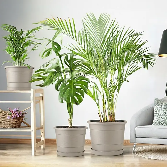 Plastard Pflanztopf 3er-Set Ø 46 cm mit Untersetzer rund – Seidengrau - 3 Stk., Außenmaß (Ø x H): 46 x 36 cm, Kunststoff, Seidengrau - Drei beigefarbene Kunststoff-Pflanzgefäße unterschiedlicher Größe mit Untersetzern, die Zimmerpflanzen in einem modernen Wohnzimmer präsentieren.