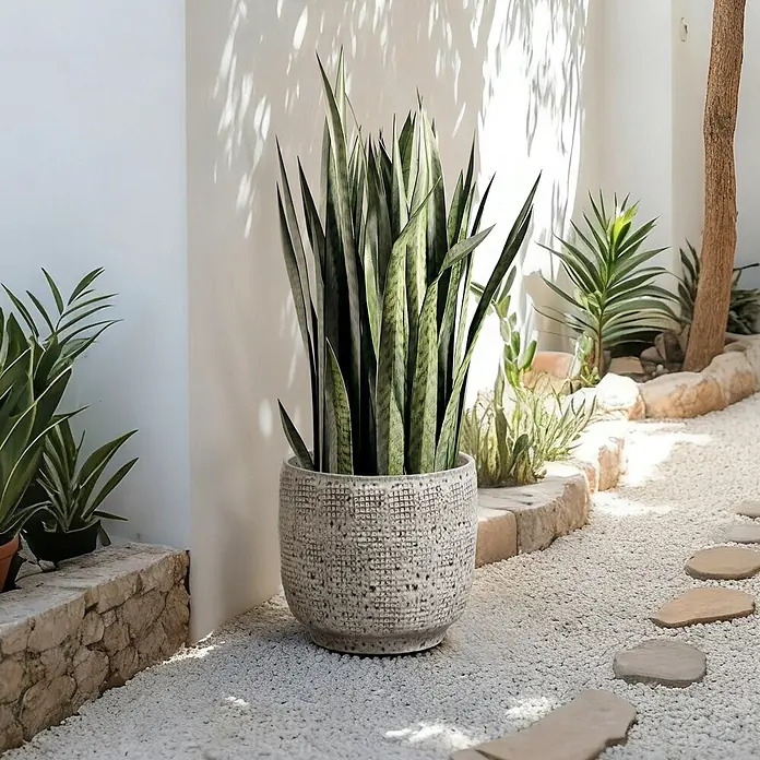 Hometopia Pflanztopf HTPL0327-M - 1 Stk., Außenmaß (Ø x H): 31 x 29 cm, Keramik, Graues - Sansevieria-Pflanze in einem strukturierten hellgrauen Topf, die einen weißen Kiesgarten schmückt.