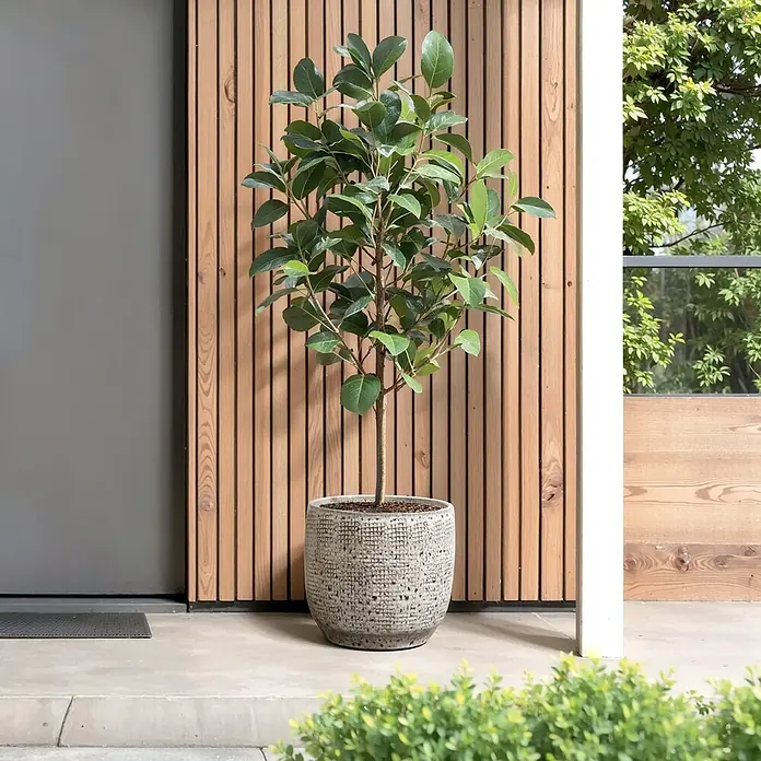 Hometopia Pflanztopf HTPL0327-M - 1 Stk., Außenmaß (Ø x H): 31 x 29 cm, Keramik, Graues - Eine grüne Pflanze in einem strukturierten grauen Topf auf einer Betonveranda neben einer Holzwand und einer grauen Tür.
