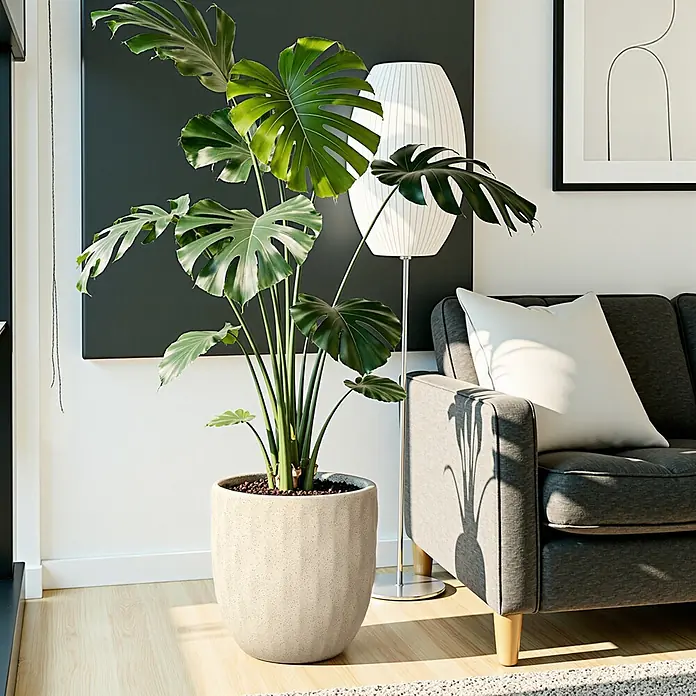 Hometopia Pflanztopf HTPL0183 - Außenmaß (Ø x H): 34 x 34 cm, Verbundwerkstoff, Apricot - Eine große Monstera-Pflanze mit grünen Blättern steht in einem hellen, strukturierten Topf neben einem grauen Sofa und einer Stehlampe.