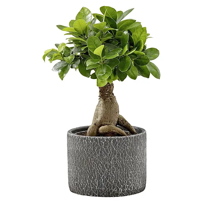 Piardino Zimmerpflanzen-Mix in Dekoschale - Verschiedene Sorten, Topfgröße: 15 cm - Bonsai Baum mit grünen Blättern und sichtbaren Wurzeln in einem strukturierten dunkelgrauen Topf.