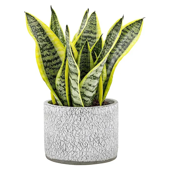 Piardino Zimmerpflanzen-Mix in Dekoschale - Verschiedene Sorten, Topfgröße: 15 cm - Sansevieria-Pflanze mit grün-gelb panaschierten Blättern in einem weißen Topf mit Rissstruktur.