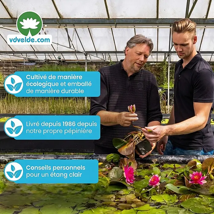 Vdvelde Wasserpflanzen-Mix - Pflanzenmischung, 43 Stk.