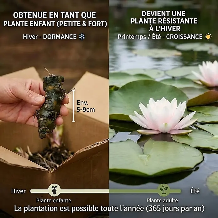Vdvelde Seerose - Nymphaea alba