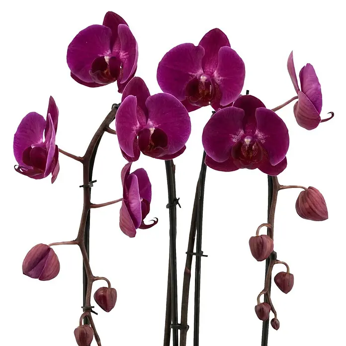 Piardino Schmetterlingsorchidee - Phalaenopsis Hybride Cascade, Topfgröße: 12 cm, Lila, Anzahl Triebe: 2 Stk., Aufrecht - Mehrere dunkelviolette Orchideenblüten und Knospen an Stielen.