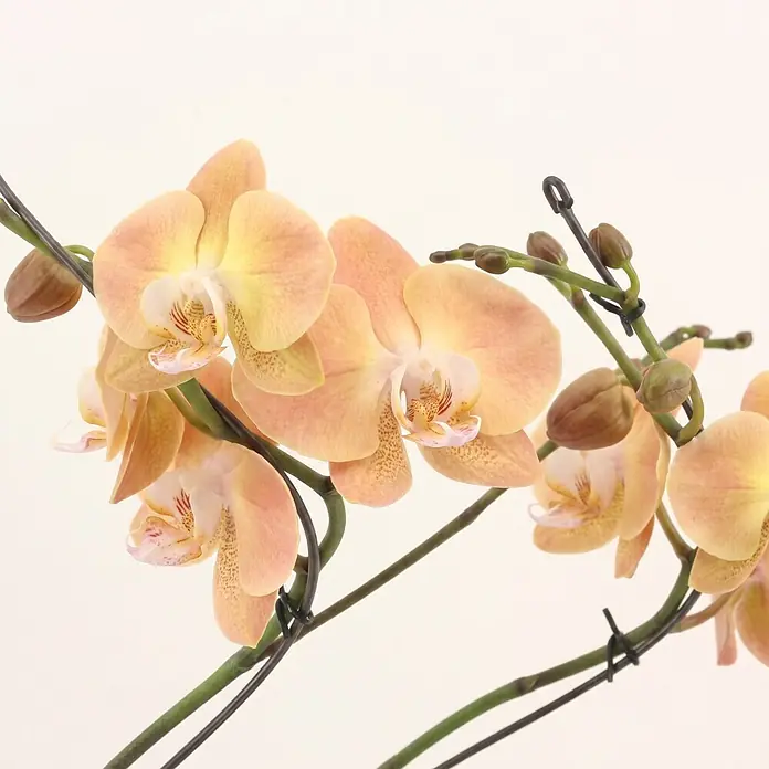 Piardino Schmetterlingsorchidee - Phalaenopsis Hybride Hurricane, Topfgröße: 12 cm, Gelb, Anzahl Triebe: 2 Stk., Aufrecht - Pfirsichfarbene Orchideen an einem Stiel mit Knospen, gestützt von dunklen Klammern.