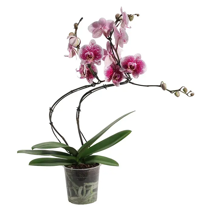 Piardino Schmetterlingsorchidee - Phalaenopsis Hybride Hurricane, Topfgröße: 12 cm, Lila, Anzahl Triebe: 2 Stk., Aufrecht - Topf-Orchidee mit pink-weiß gesprenkelten Blüten, grünen Blättern und sichtbaren Wurzeln in transparentem Topf, gestützt durch gebogene Drähte.