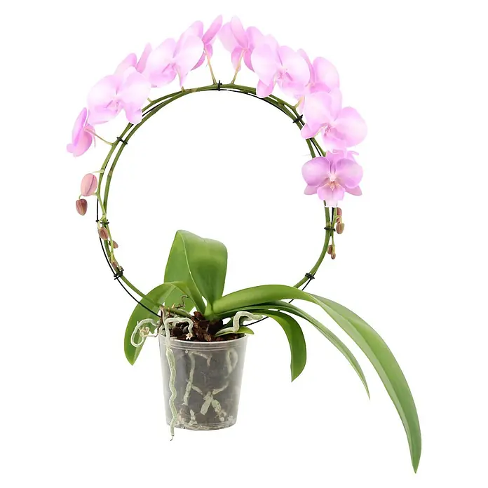 Piardino Schmetterlingsorchidee - Phalaenopsis Hybride 2er Bogen, Topfgröße: 12 cm, Rosa, Anzahl Triebe: 2 Stk., Aufrecht - Topf-Orchidee mit hellvioletten Blüten, grünen Blättern und transparentem Topf, gestützt von einem grünen runden Reif.
