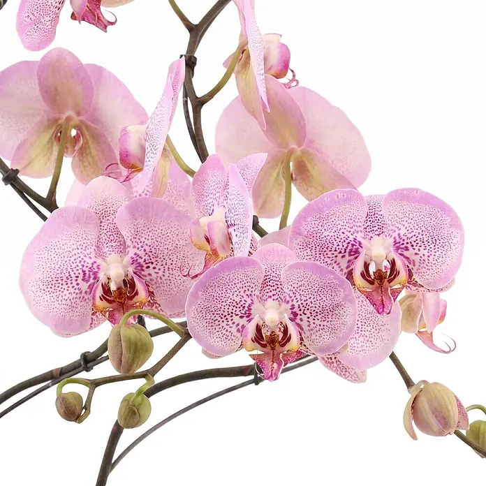 Piardino Schmetterlingsorchidee - Phalaenopsis Hybride Hurricane, Topfgröße: 12 cm, Rosa, Anzahl Triebe: 2 Stk., Aufrecht - Nahaufnahme einer rosa gesprenkelten Orchidee mit mehreren Blüten und grünen Knospen an dunklen Stielen.