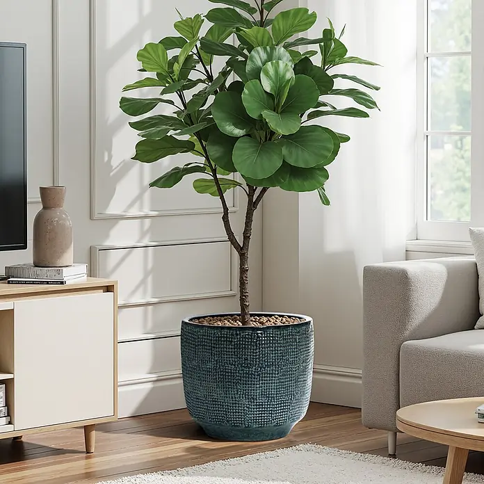 Hometopia Pflanztopf HTPL0037-L - 1 Stk., Außenmaß (Ø x H): 39 x 34 cm, Keramik - Große Geigenfeige in einem strukturierten, dunkel-türkisfarbenen Keramiktopf, hochstehend in einem modernen Wohnzimmer.