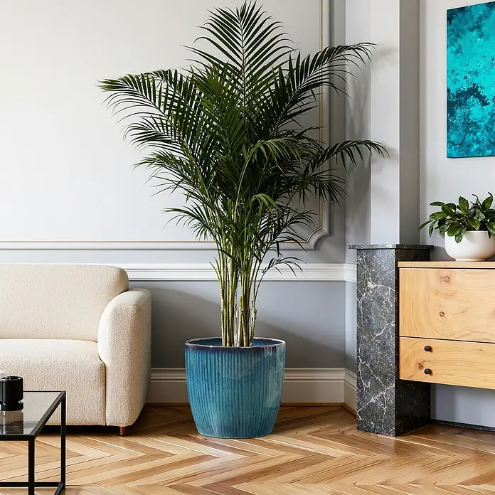 Hometopia Pflanztopf HTPL0081-M - 1 Stk., Außenmaß (Ø x H): 38 x 28,5 cm, Keramik, Blaugrün - Großer blauer gerippter Keramik-Pflanztopf mit einer Palmenpflanze auf Holzboden in einem stilvollen Wohnzimmer.