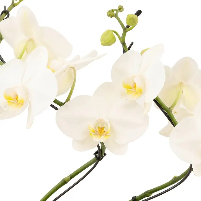 Piardino Schmetterlingsorchidee - Phalaenopsis Hybride Hurricane, Topfgröße: 12 cm, Weiß, Anzahl Triebe: 2 Stk., Aufrecht - Nahaufnahme weißer Orchideen mit gelben Zentren, grünen Stielen und schwarzen Haltebändern, inklusive geschlossener Knospen.