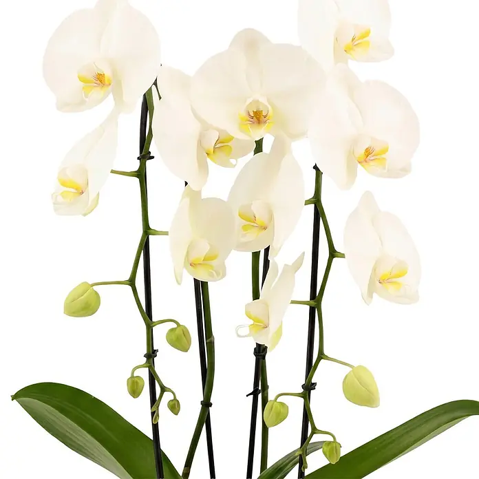 Piardino Schmetterlingsorchidee - Phalaenopsis Hybride Cascade, Topfgröße: 12 cm, Weiß, Anzahl Triebe: 2 Stk., Aufrecht - Weiße Orchideenpflanze mit mehreren Blüten, Knospen, grünen Stielen und Blättern.