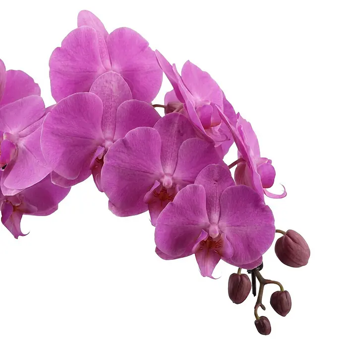 Piardino Schmetterlingsorchidee - Phalaenopsis Hybride 2er Bogen, Topfgröße: 12 cm, Lila, Anzahl Triebe: 2 Stk., Aufrecht - Rosa Orchideenblüten und Knospen an einem Stiel.