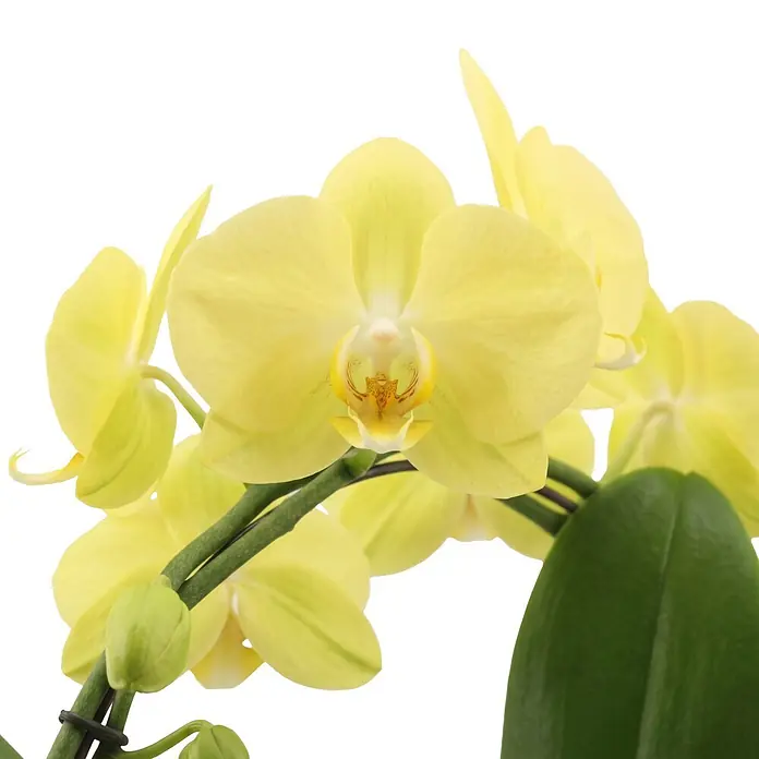 Piardino Schmetterlingsorchidee - Phalaenopsis Hybride 2er Bogen, Topfgröße: 12 cm, Gelb, Anzahl Triebe: 2 Stk., Aufrecht - Gelbe Orchideen mit mehreren offenen Blüten, Knospen und grünen Blättern.