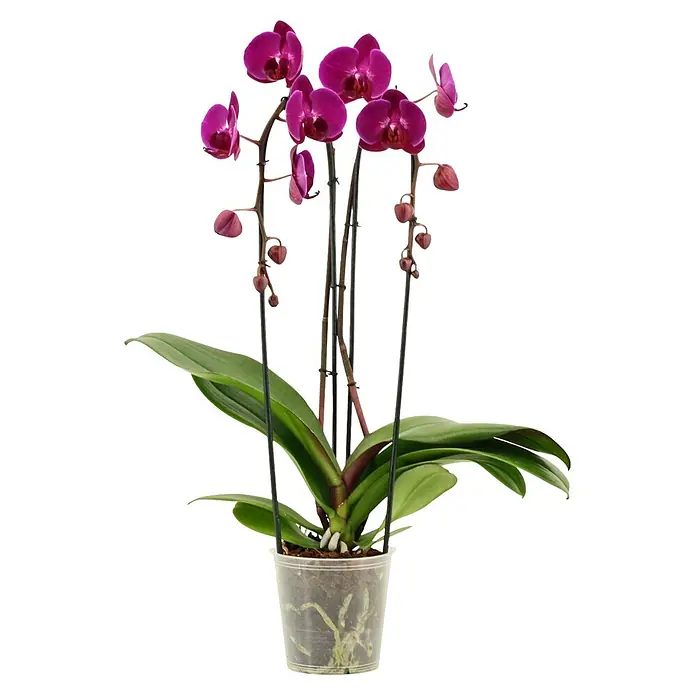 Piardino Schmetterlingsorchidee - Phalaenopsis Hybride Cascade, Topfgröße: 12 cm, Lila, Anzahl Triebe: 2 Stk., Aufrecht - Eine leuchtend violette Orchidee mit grünen Blättern in einem transparenten Plastiktopf.