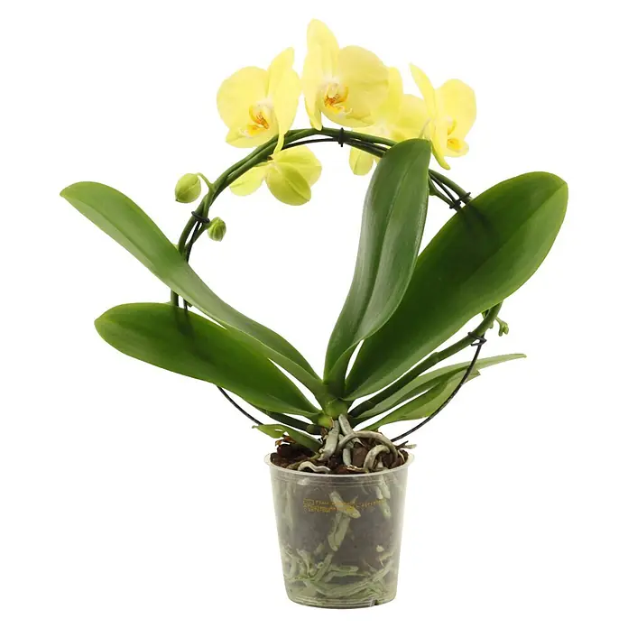 Piardino Schmetterlingsorchidee - Phalaenopsis Hybride 2er Bogen, Topfgröße: 12 cm, Gelb, Anzahl Triebe: 2 Stk., Aufrecht - Gelbe Orchideenpflanze mit grünen Blättern in einem transparenten Topf.
