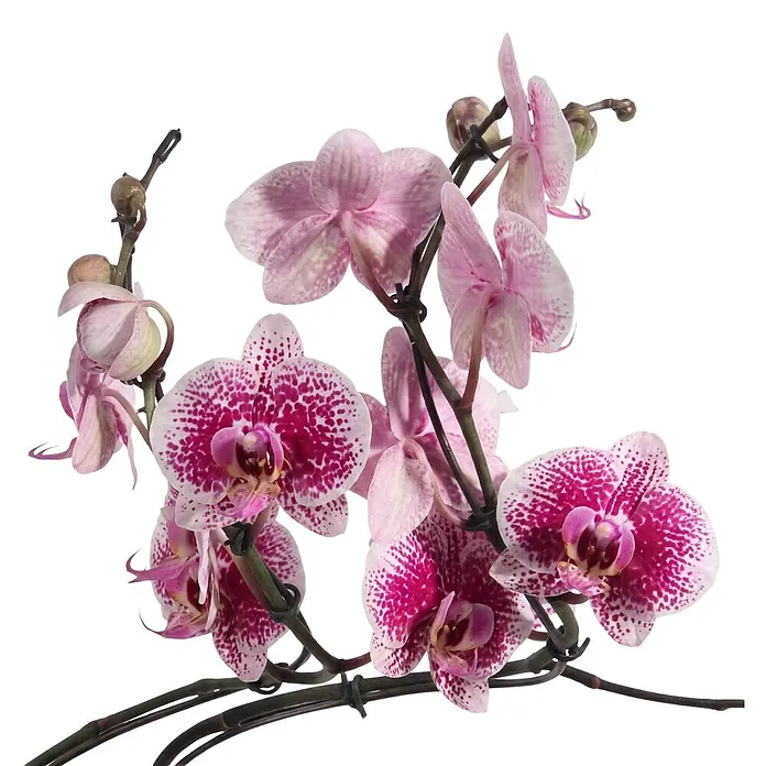 Piardino Schmetterlingsorchidee - Phalaenopsis Hybride Hurricane, Topfgröße: 12 cm, Lila, Anzahl Triebe: 2 Stk., Aufrecht - Ein Zweig leuchtend pinkfarbener Orchideen mit dunkelpinken Sprenkeln und Knospen.