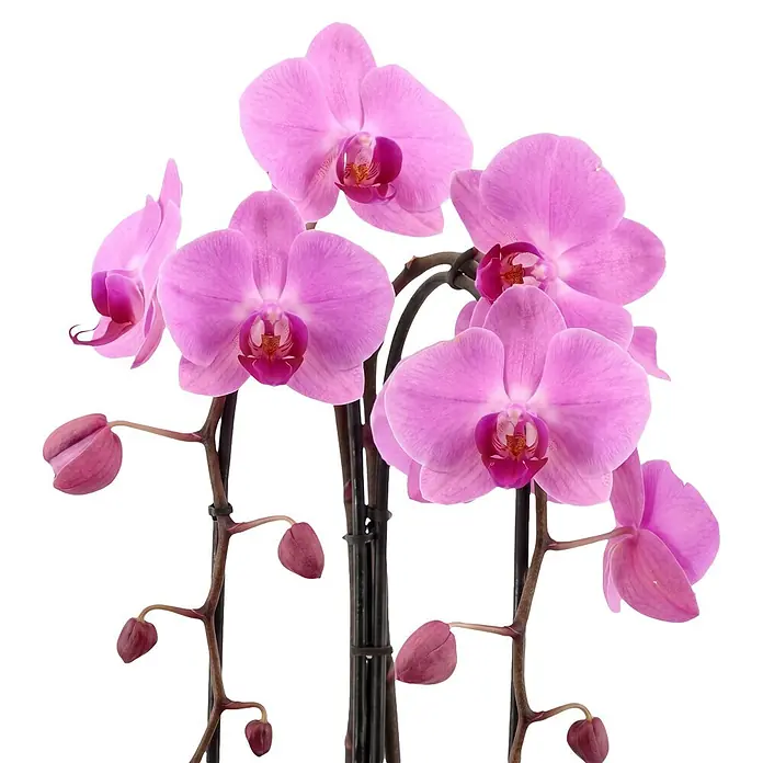 Piardino Schmetterlingsorchidee - Phalaenopsis Hybride Cascade, Topfgröße: 12 cm, Rosa, Anzahl Triebe: 2 Stk., Aufrecht - Lebhafte rosa Orchideenpflanze mit mehreren geöffneten Blüten und geschlossenen Knospen an dunklen Stielen.