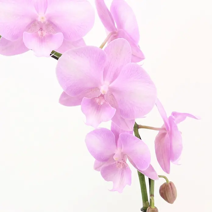 Piardino Schmetterlingsorchidee - Phalaenopsis Hybride 2er Bogen, Topfgröße: 12 cm, Rosa, Anzahl Triebe: 2 Stk., Aufrecht - Zarte rosa Orchideen mit mehreren Blüten und einer Knospe.