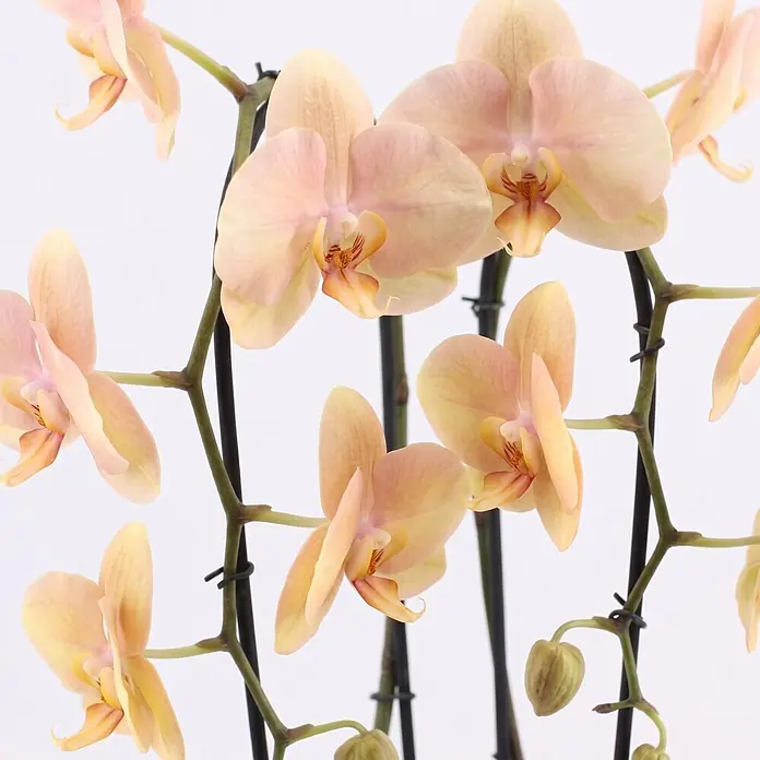 Piardino Schmetterlingsorchidee - Phalaenopsis Hybride Cascade, Topfgröße: 12 cm, Gelb, Anzahl Triebe: 2 Stk., Aufrecht - Eine blühende Orchideenpflanze mit mehreren hellpfirsichfarbenen Blüten und Knospen an hohen Stielen.
