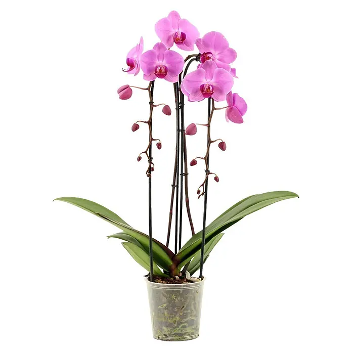 Piardino Schmetterlingsorchidee - Phalaenopsis Hybride Cascade, Topfgröße: 12 cm, Rosa, Anzahl Triebe: 2 Stk., Aufrecht - Rosa Orchideenpflanze in einem transparenten Topf mit grünen Blättern, mehreren Blütenstielen, offenen Blüten und Knospen, gestützt von dunklen Stäben.